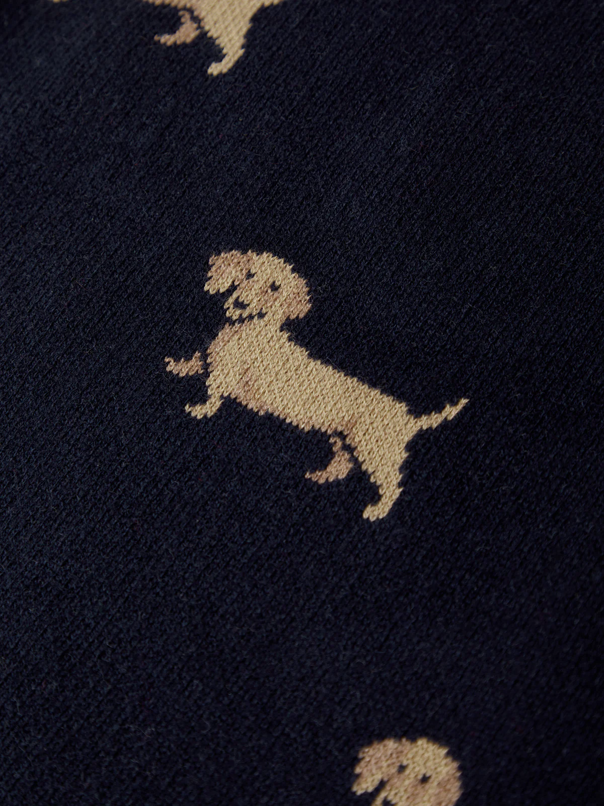 Emy: Dachshund Cardigan - Image 4